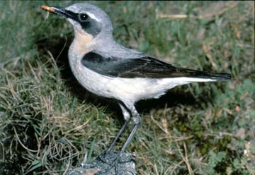 Ecology: Wheatear, Ted Breeze Jones