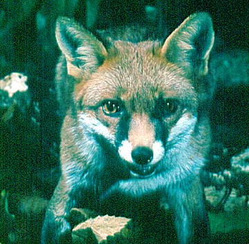 Ecology: A Fox in the wildrness, Ted Breeze Jones